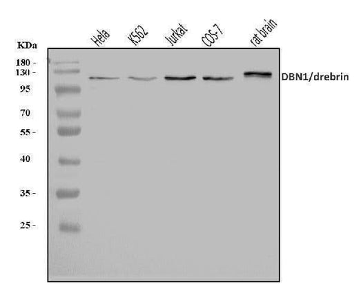 Anti-Drebrin/DBN1 Antibody Picoband® Boster Bio