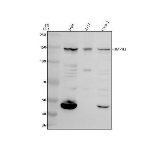 Anti-DIAPH3 Antibody Picoband® Boster Bio