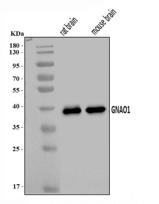 Anti-GNAO1 Antibody Picoband® Boster Bio