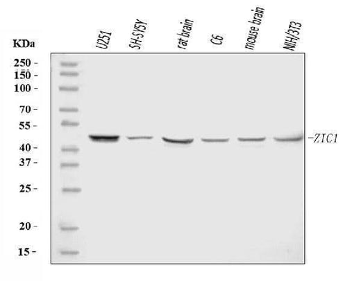 Anti-ZIC1 Antibody Picoband® Boster Bio
