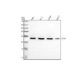 Anti-EIF4H Antibody Picoband® Boster Bio