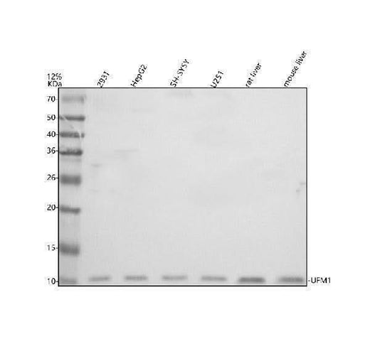 Anti-UFM1 Antibody Picoband® Boster Bio