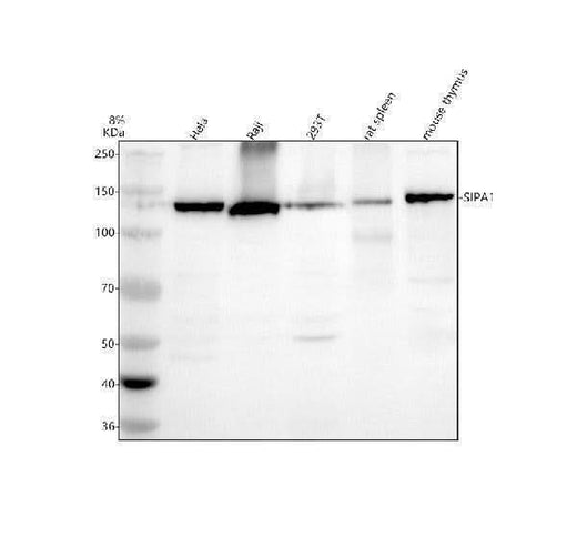 Anti-SIPA1 Antibody Picoband® Boster Bio
