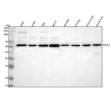 Anti-PSMC1 Antibody Picoband® Boster Bio