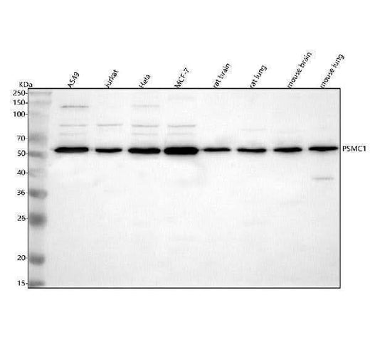 Anti-PSMC1 Antibody Picoband® Boster Bio
