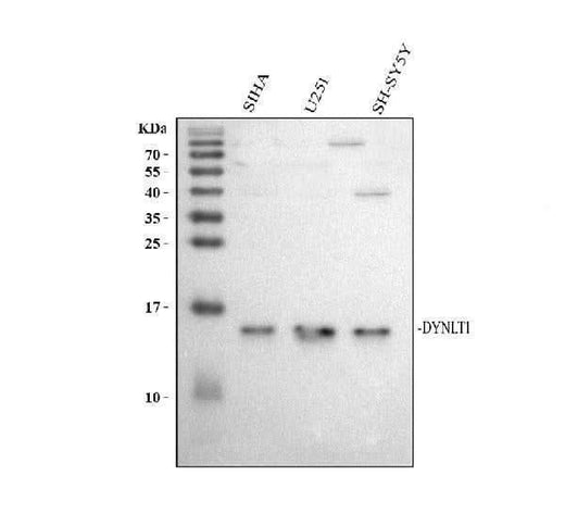 Anti-DYNLT1 Antibody Picoband® Boster Bio