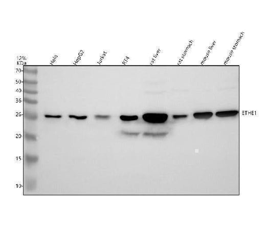 Anti-DNAJC4 Antibody Picoband® Boster Bio