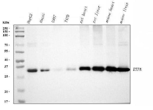 Anti-ETFA Antibody Picoband® Boster Bio