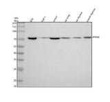 Anti-PTPRE Antibody Picoband® Boster Bio