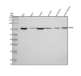Anti-PTPRE Antibody Picoband® Boster Bio