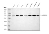 Anti-Adgrg1 Antibody Picoband® Boster Bio