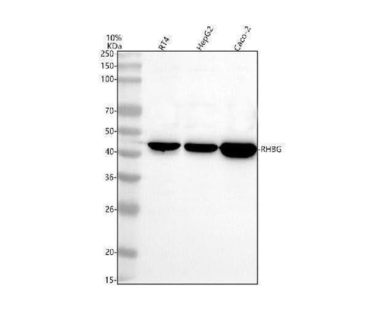Anti-RHBG Antibody Picoband® Boster Bio
