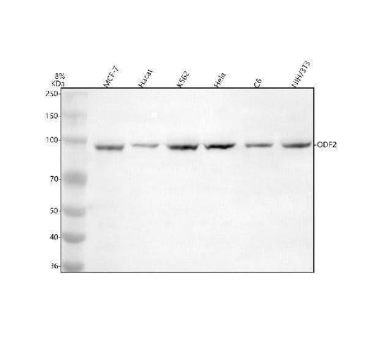 Anti-ODF2 Antibody Picoband® Boster Bio