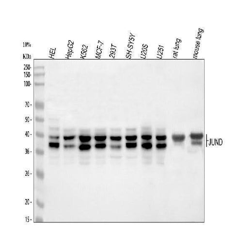 Anti-JunD Antibody Picoband® Boster Bio