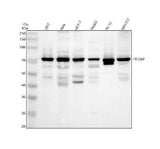 Anti-TRIOBP Antibody Picoband® Boster Bio