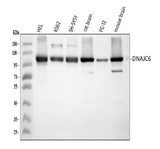 Anti-DNAJC6 Antibody Picoband® Boster Bio