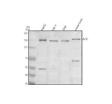 Anti-Entactin/NID1 Antibody Picoband® Boster Bio