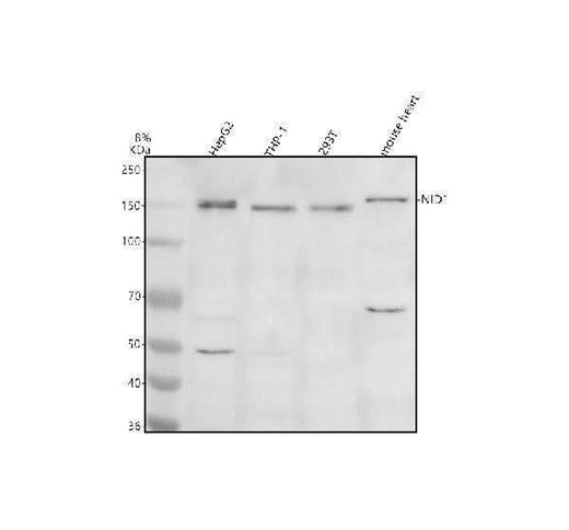 Anti-Entactin/NID1 Antibody Picoband® Boster Bio