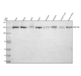 Anti-NUP160 Antibody Picoband® Boster Bio
