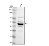 Anti-MAZ Antibody Picoband® Boster Bio