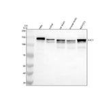 Anti-ERC1 Antibody Picoband® Boster Bio