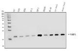 Anti-VAMP4 Antibody Picoband® Boster Bio