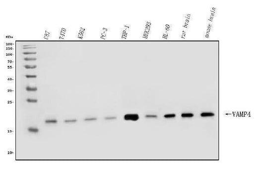 Anti-VAMP4 Antibody Picoband® Boster Bio
