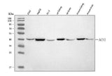Anti-ACY-1/ACY1 Antibody Picoband® Boster Bio