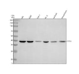 Anti-EIF3H Antibody Picoband® Boster Bio