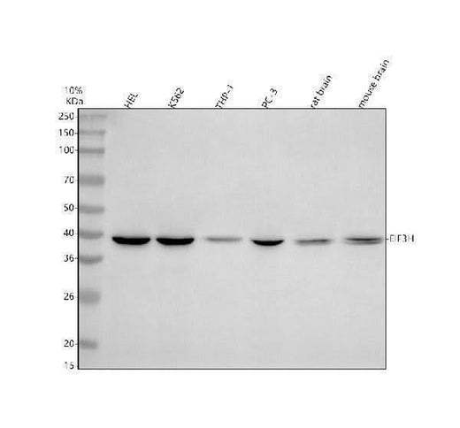 Anti-EIF3H Antibody Picoband® Boster Bio