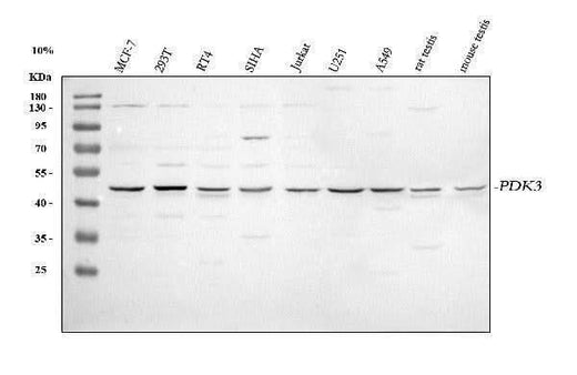 Anti-PDK3 Antibody Picoband® Boster Bio