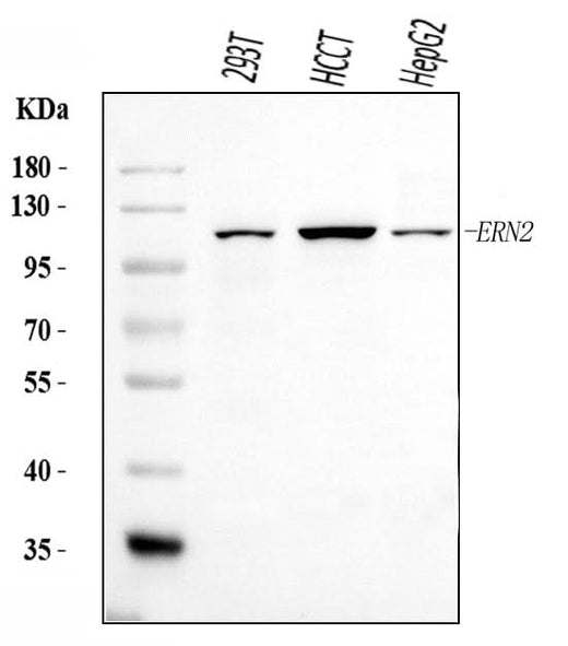 Anti-ERN2 Antibody Picoband® Boster Bio