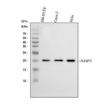 Anti-NHP2 Antibody Picoband® Boster Bio