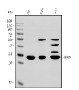 Anti-HOXB9 Antibody Picoband® Boster Bio