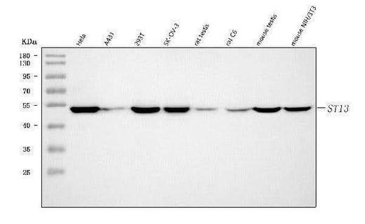 Anti-ST13 Antibody Picoband® Boster Bio