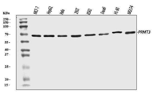 Anti-PRMT3 Antibody Picoband® Boster Bio