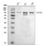 Anti-SIX4 Antibody Picoband® Boster Bio
