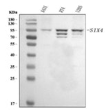 Anti-SIX4 Antibody Picoband® Boster Bio