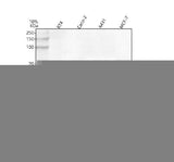 Anti-MARVELD2 Antibody Picoband® Boster Bio