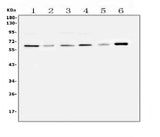 Anti-SPARCL1 Antibody Picoband® Boster Bio