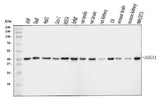 Anti-AHA1/AHSA1 Antibody Picoband® Boster Bio