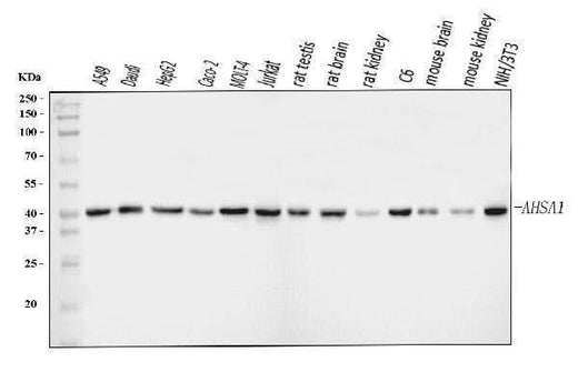 Anti-AHA1/AHSA1 Antibody Picoband® Boster Bio