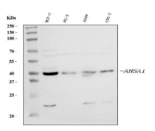 Anti-AHA1/AHSA1 Antibody Picoband® Boster Bio