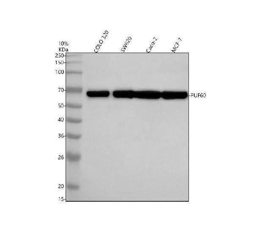 Anti-PUF60 Antibody Picoband® Boster Bio