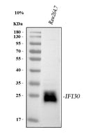 Anti-GILT/IFI30 Antibody Picoband® Boster Bio