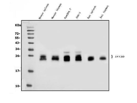 Anti-GILT/IFI30 Antibody Picoband® Boster Bio