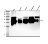 Anti-IFI30 Antibody Picoband® Boster Bio