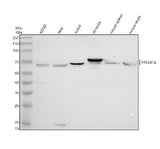 Anti-PPP2R1B Antibody Picoband® Boster Bio