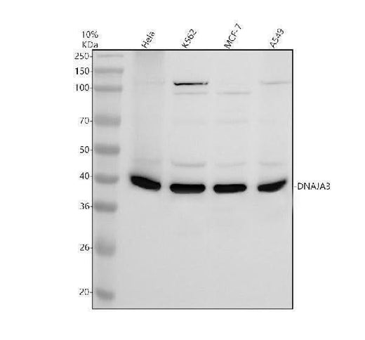 Anti-DNAL1 Antibody Picoband® Boster Bio