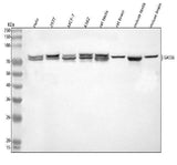 Anti-SASS6 Antibody Picoband® Boster Bio